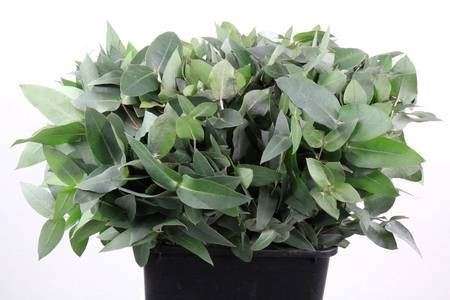 Eucalyptus Robusta 70cm