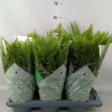 Szobapáfrány (Nephrolepis Exaltata) Green Moment 17/50cm