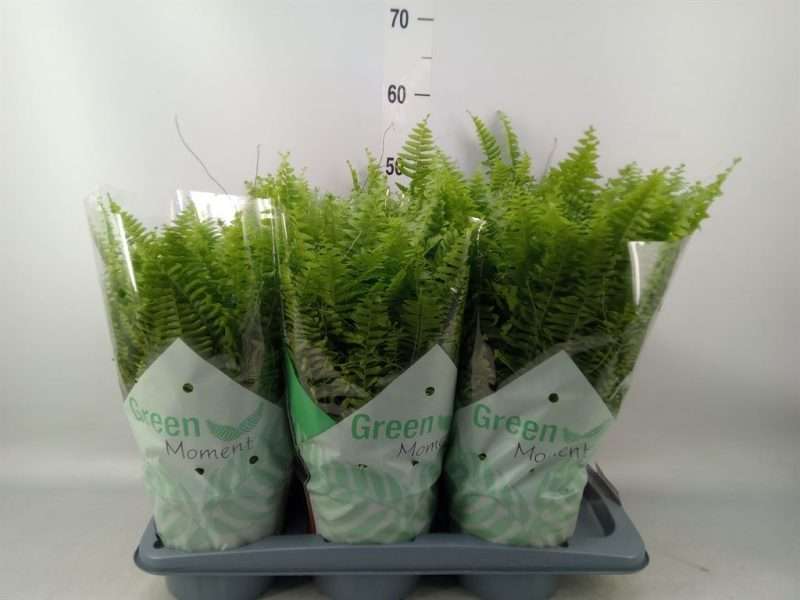 Szobapáfrány (Nephrolepis Exaltata) Green Moment 17/50cm