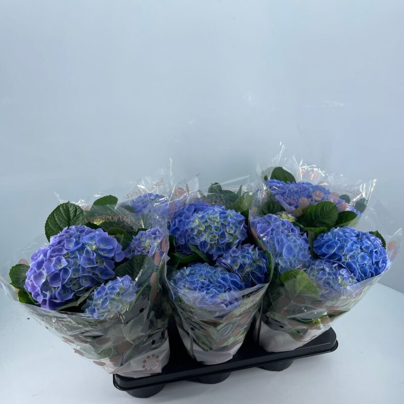 Hydrangea- Hortenzia (Fabolo) 14/35cm