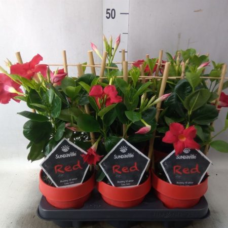 Mandevilla- Tölcsérjázmin (Sundavil Red) 12/40cm