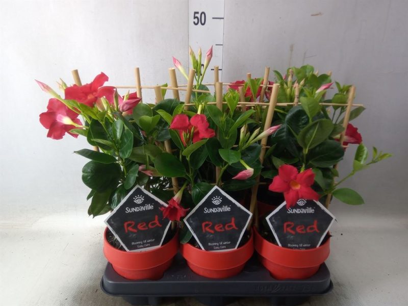 Mandevilla- Tölcsérjázmin (Sundavil Red) 12/40cm