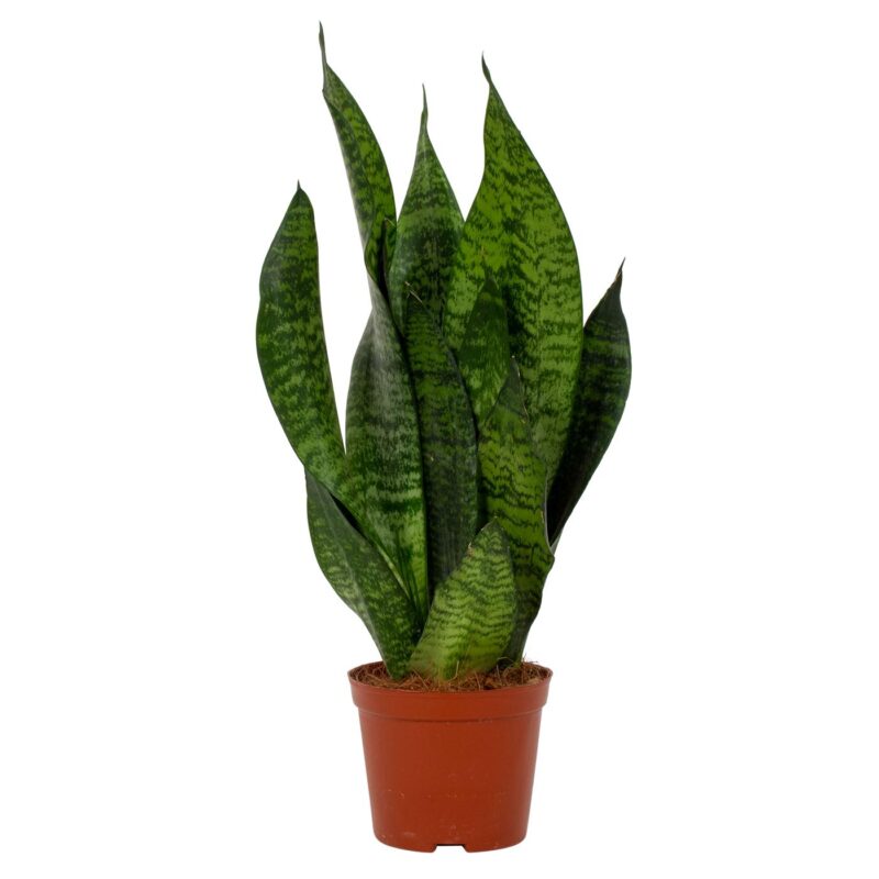 Sansevieria Zeylanica- Anyósnyelv 12/27cm