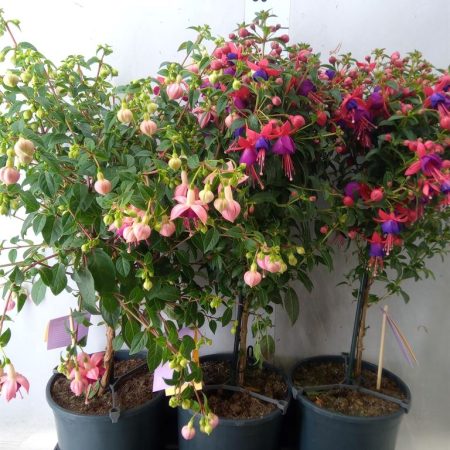 Fuchsia (Mix) 19/75cm