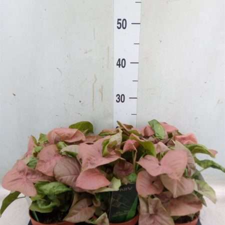Syngonium- (Red Heart) 12/25cm