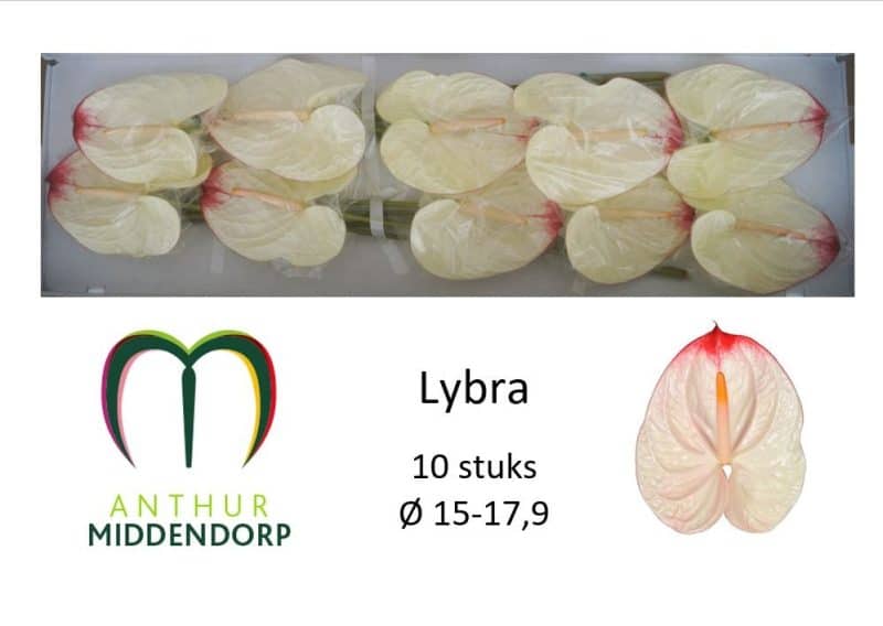 Anthurium- Flamingó (Lybra) - Fehér