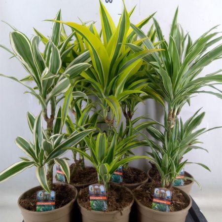 Dracaena Fragrans- Illatos Sárkányfa (Mix) 17/60cm