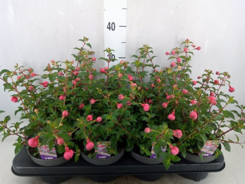 Fuchsia (Heidi Anna) 10,5/30cm