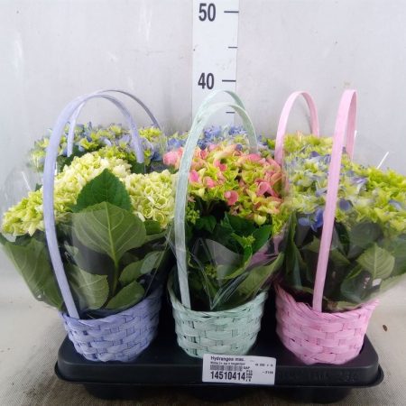 Hydrangea macrophylla- Kerti hortenzia (Paint basket) 13/35cm