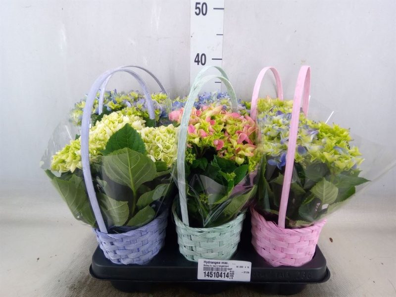 Hydrangea macrophylla- Kerti hortenzia (Paint basket) 13/35cm