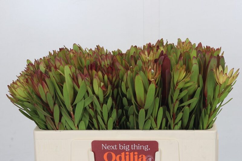 Leucadendron (Safari Sunset) 50cm