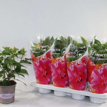 Hibiszkusz rosa sinensis (Mix) 13/35cm