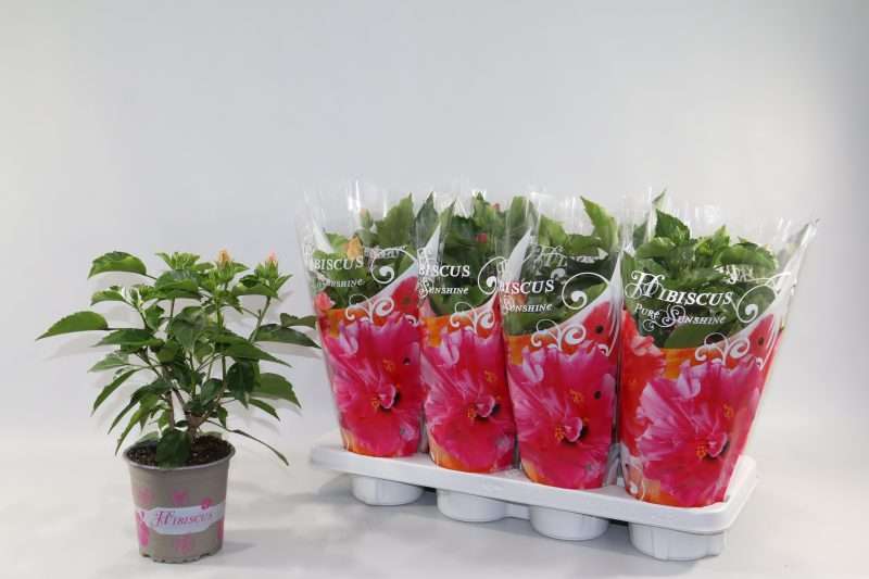 Hibiszkusz rosa sinensis (Mix) 13/35cm