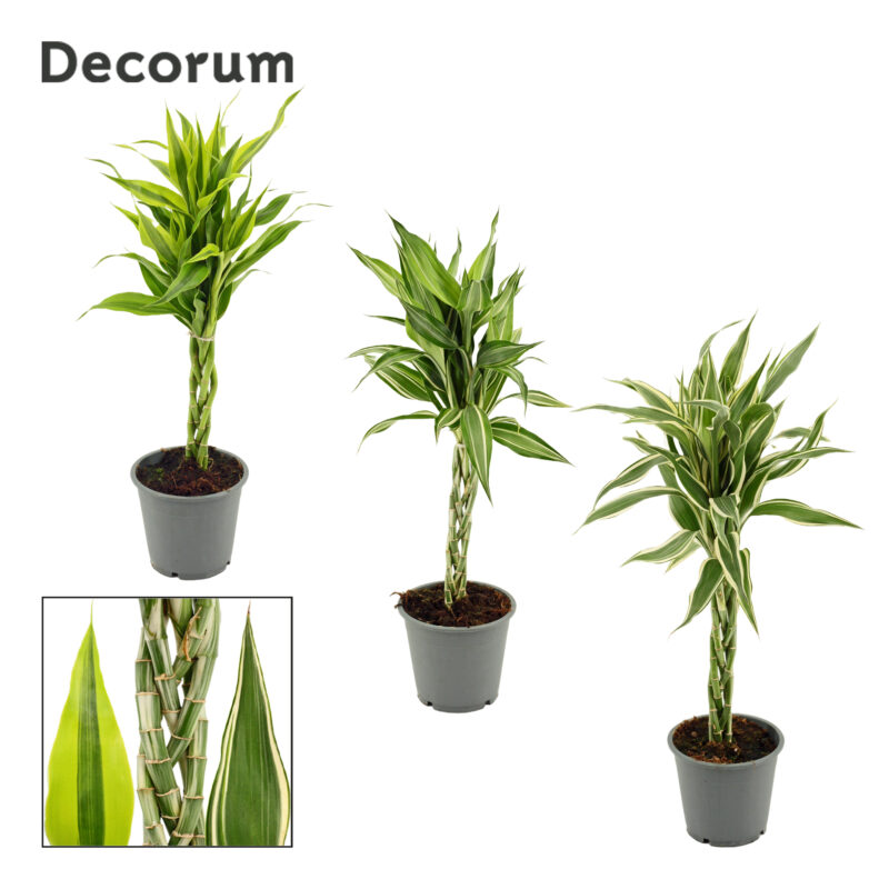 Dracaena Sanderiana- Fehérszélű Sárkányfa (Mix) 12/50cm