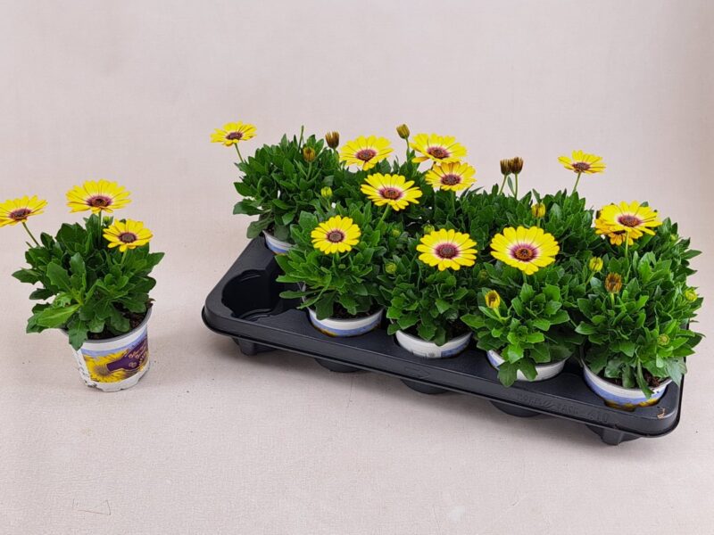 Osteospermum- Cseppecskevirág (Blue eyed Beauty) 11/22cm