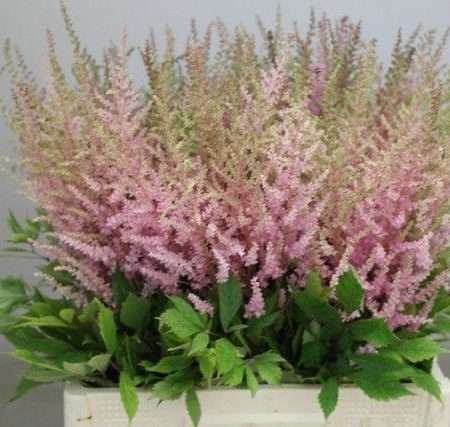 Astilbe- Kerti Tollbuga (Erika) 70cm