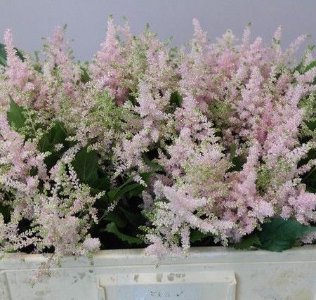 Astilbe- Kerti Tollbuga (Ja Europa) 50cm