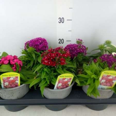 Dianthus- Törökszegfű Mix (Bari) 15/23cm