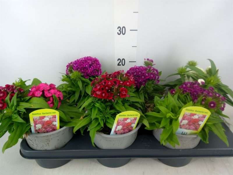 Dianthus- Törökszegfű Mix (Bari) 15/23cm