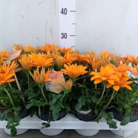 Gazánia- Napvirág (Giant Deep Orange) 12/25cm
