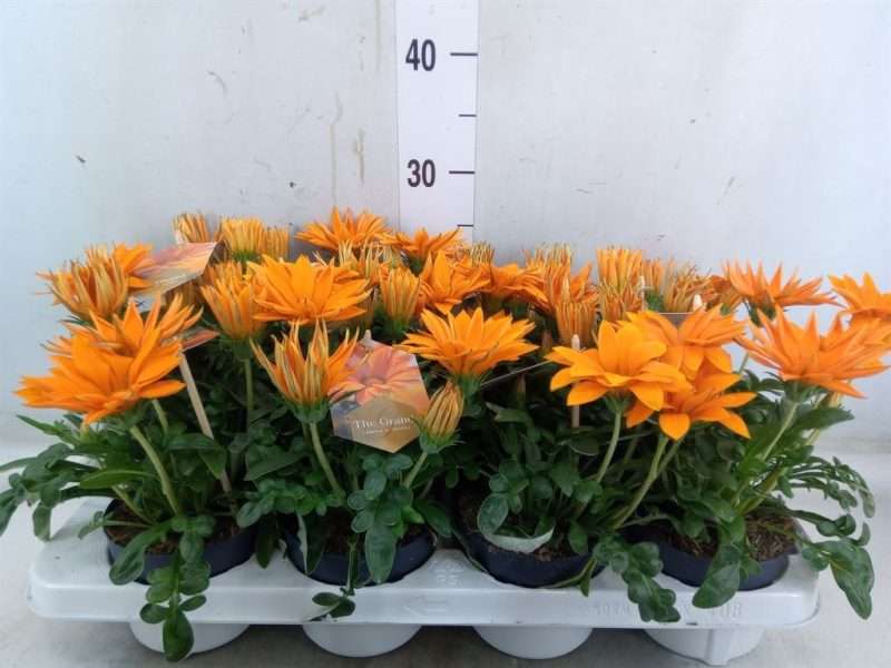 Gazánia- Napvirág (Giant Deep Orange) 12/25cm