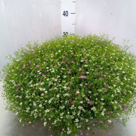 Gypsophila-Fátyolvirág (Fleur White)- Fehér 36/35cm