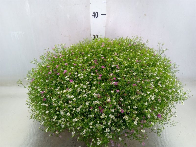 Gypsophila-Fátyolvirág (Fleur White)- Fehér 36/35cm