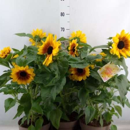 Helianthus- Napraforgó (Sunfinity Yel Cent) 19/55cm