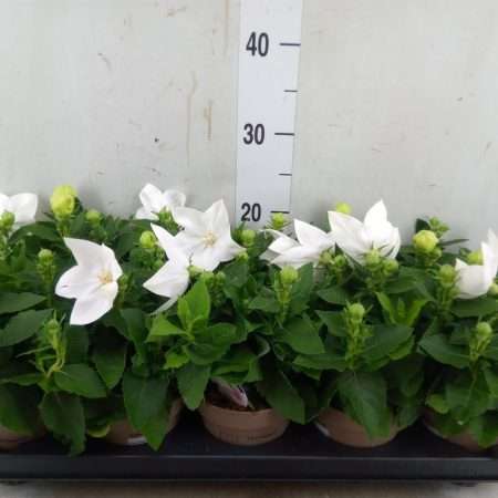 Platycodon Grandiflorus- Léggömvirág (Astra White)- Fehér 12/25cm