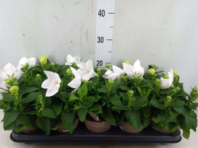 Platycodon Grandiflorus- Léggömvirág (Astra White)- Fehér 12/25cm
