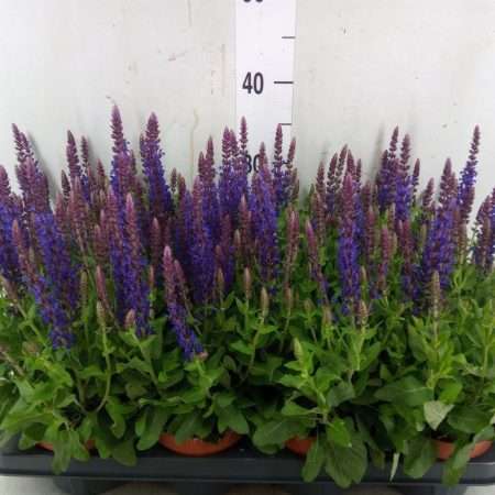 Salvia Nemorosa- Ligeti Zsálya (Bordeau Deep Blue) 13/30cm