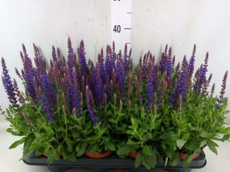 Salvia Nemorosa- Ligeti Zsálya (Bordeau Deep Blue) 13/30cm