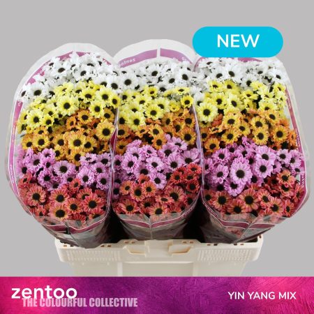 Krizantém (Santini Yin Yang Mix) 55cm