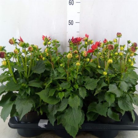 Dahlia- Dália (Dhlinova Hypnot Red) 14/40cm