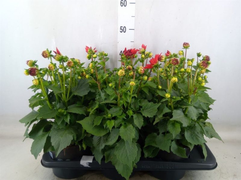Dahlia- Dália (Dhlinova Hypnot Red) 14/40cm
