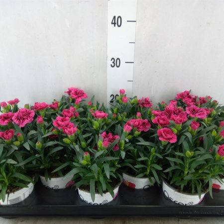 Dianthus- Szegfű (Oscar Purple Wings) 10,5/20cm