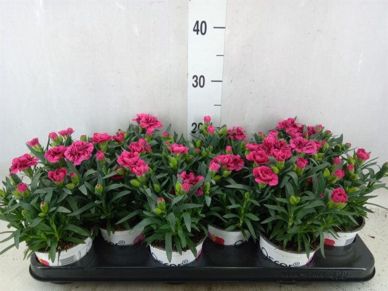 Dianthus- Szegfű (Oscar Purple Wings) 10,5/20cm