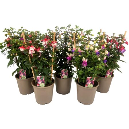 Fuchsia (Mix) 15/50cm
