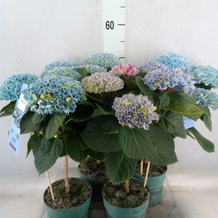 Hydrangea machrophylla- Kerti hortenzia (Magical revolution) 17/45cm