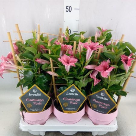 Mandevilla- Tölcsérjázmin- (Sundavil Flaming Pink) 12/40cm