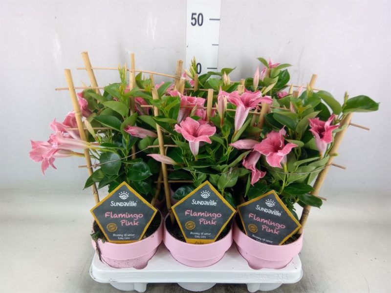 Mandevilla- Tölcsérjázmin- (Sundavil Flaming Pink) 12/40cm