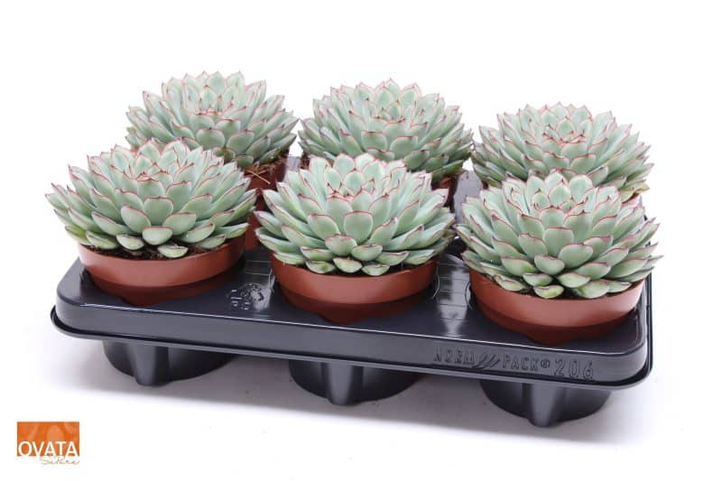 Echeveria pulidonis (Su Pure Pearls) 12/15cm