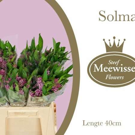 Asclepias Incarnata- Selyemkóró (Soulmate) 40cm
