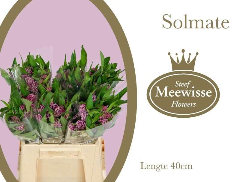 Asclepias Incarnata- Selyemkóró (Soulmate) 40cm
