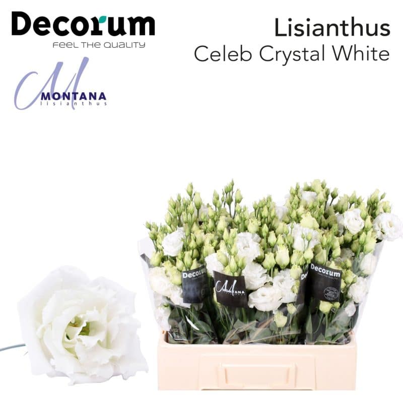 Fehér Lisianthus (Double Celeb Chrystal) 60 cm