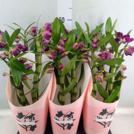 Dendrobium (StarCla Akatsuki) 12/50cm