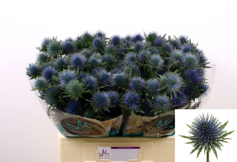 Eryngium (Magnetar Questar) 70cm NN