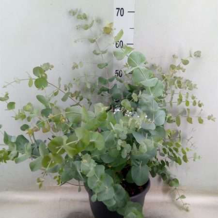 Eucalyptus Cinerea- 23/60cm
