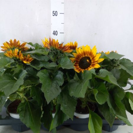 Helianthus- Napraforgó (Tiger Eye) 12/30cm