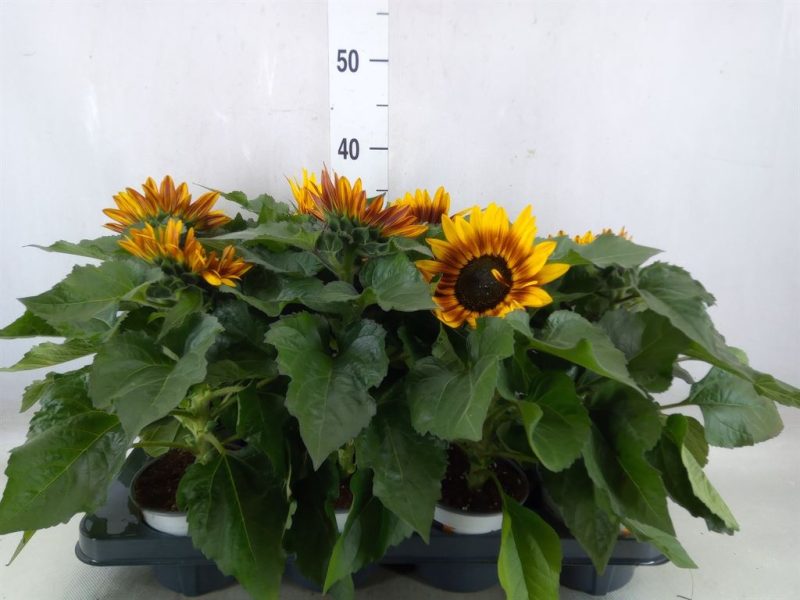 Helianthus- Napraforgó (Tiger Eye) 12/30cm